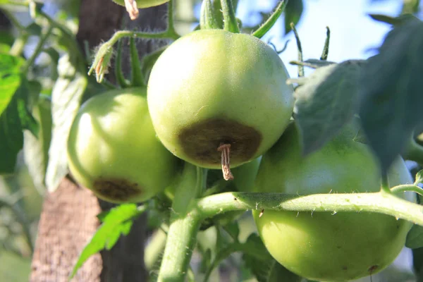 Doença de tomate. Blossom podridão final. Os tomates verdes são podres no ramo — Fotografia de Stock