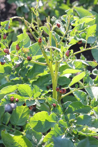 Colorado potato beetle larvae eating green potato leaves on the bush on a sunny day — Stock Photo, Image