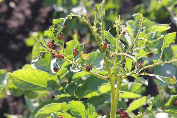 Colorado potato beetle larvae eating green potato leaves on the bush at the sunny day — Stock Photo, Image
