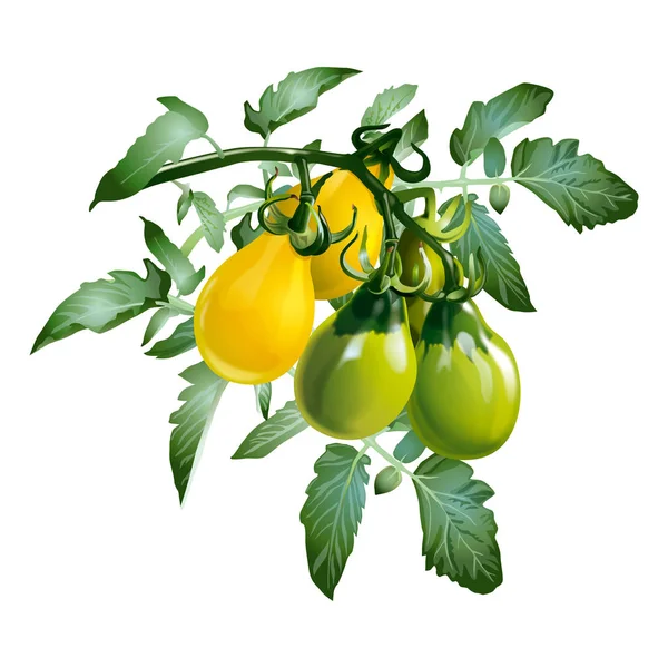 Tomates amarillos con hojas verdes sobre un fondo blanco — Archivo Imágenes Vectoriales
