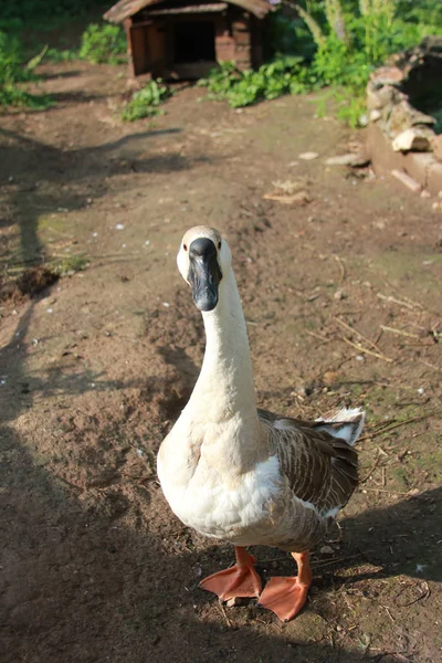 Kaz. Closeup. Odak dışında arka plan