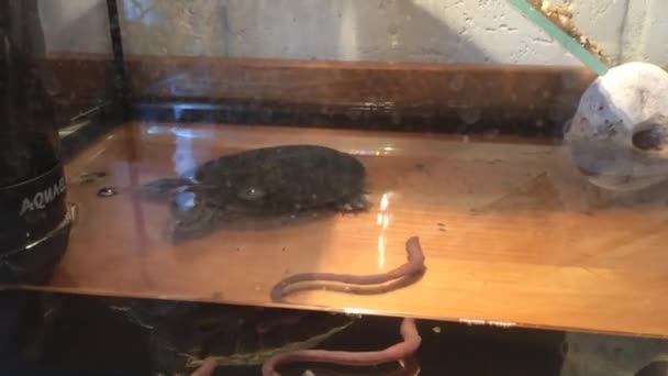 Schildpad Eet Twee Regenwormen Haar Aquarium Trachemys Scripta Elegans Het — Stockvideo