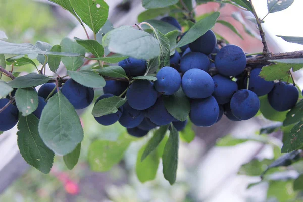 Prunus spinosa. Mavi eriklerin dalı. Sloe yetişiyor