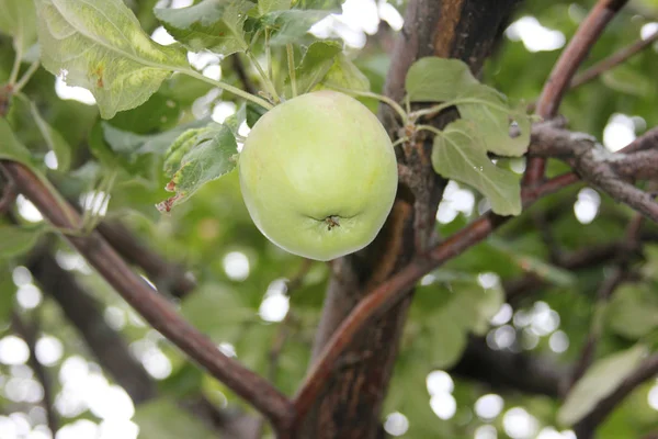 Güzel temiz yeşil elma dalı üzerinde olgunlaşma olduğunu