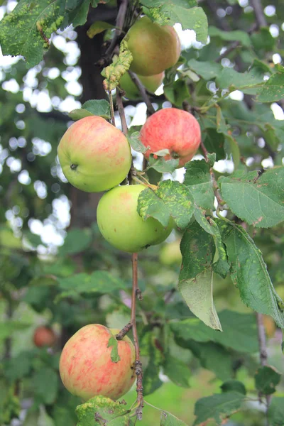 Érett lédús piros-zöld alma a fióktelep egy vidéki kertben — Stock Fotó