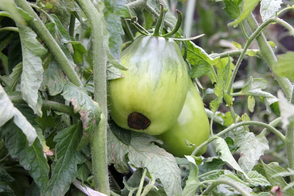 Blossom end rot. Tomatenziekten. Groene tomaten rotten op de struik — Stockfoto