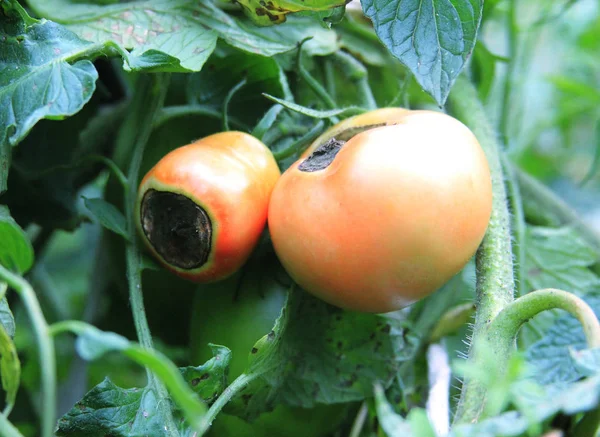 semi-red tomatoes rot in the garden