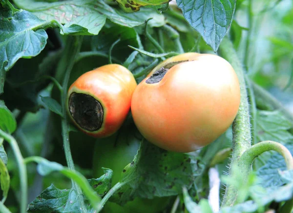 Doenças do tomate. Blossom podridão final. Tomates semi-vermelhos apodrecem no jardim — Fotografia de Stock