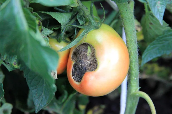 Doença de tomate. Catface. Cicatriz e malformação. Queda de tomate semi-vermelho no jardim — Fotografia de Stock