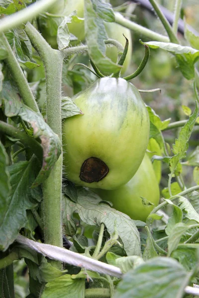 Domates hastalıkları. Çiçek uçlu çürük. Yeşil domatesler dalda çürür.