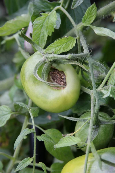 토마토 고양이 얼굴. 푸른 토마토는 덤불에서 썩고 있습니다. 삐걱 거리고 기형 이 된다 — 스톡 사진