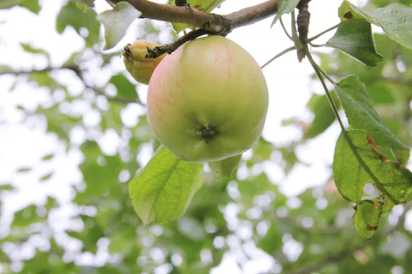 Bir dalda sağlıklı ve hasta elma. Güçlü ve zayıf