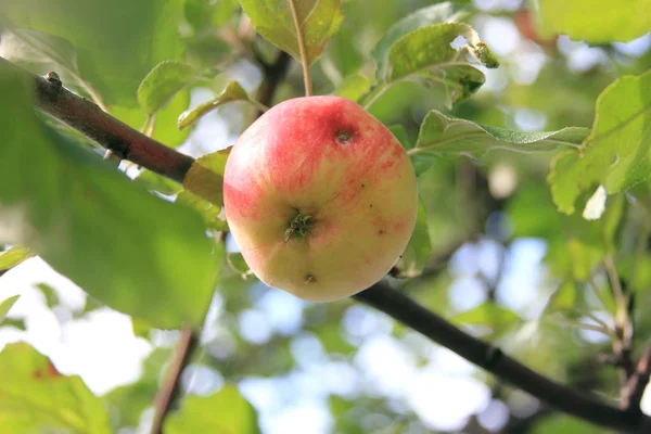 Olgun sulu elma bir dalüzerinde bir solucan tarafından zarar gördü. Organik meyve bahçesi