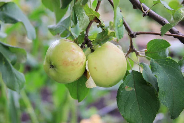 Ağaçta iki yeşil elma. Organik meyve bahçesinde mevsim meyvesi