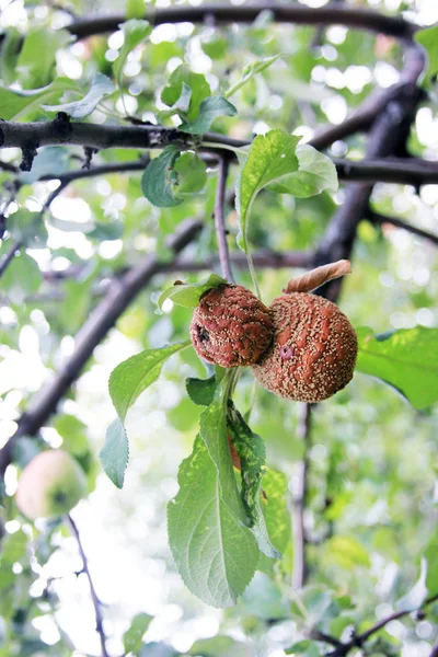 Monilia mı? Mantar Hastalığı Monilia fructigen tarafından enfekte iki elma