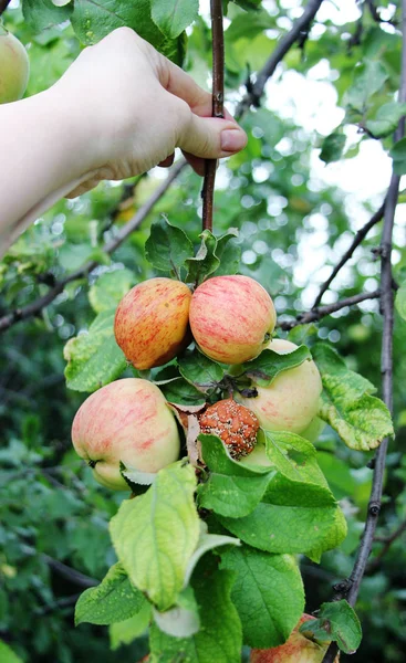 Monilia mı? Elma Mantar Hastalığı Monilia fructigena tarafından enfekte. H