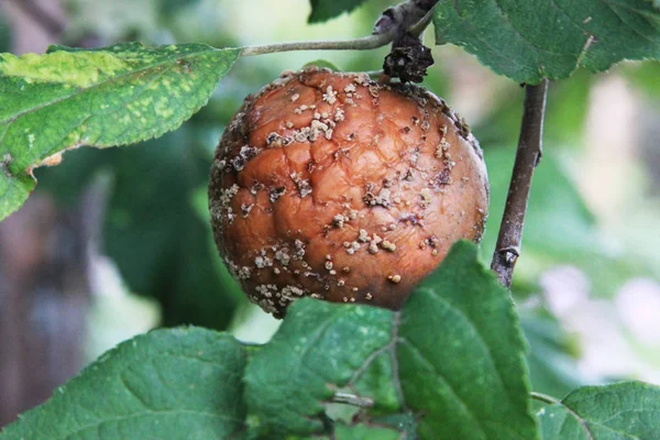 Monilia fructigena. Elma kepek mantar hastalığı ile enfekte
