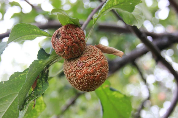 Monilia mı? Mantar Hastalığı Monilia fructigen tarafından enfekte iki elma
