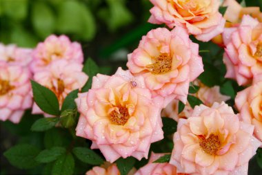 yağmur dan sonra güzel güller ve yaprakları örümcek