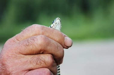Bir adam bir yılan yakaladı ve yeşil arka planda başını tuttu.