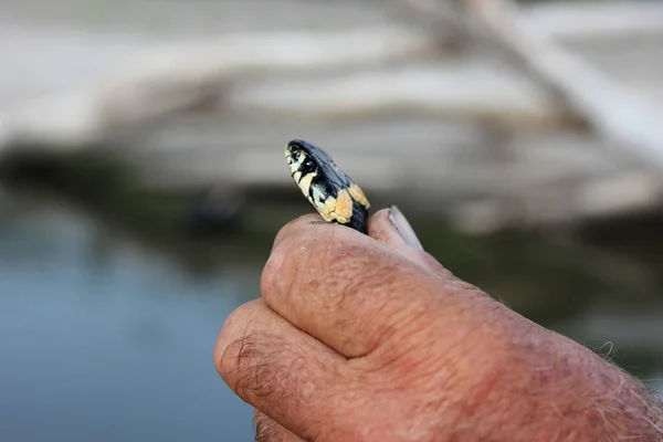 Bir adam bir yılan yakaladı ve kafasını ellerinin arasına aldı.