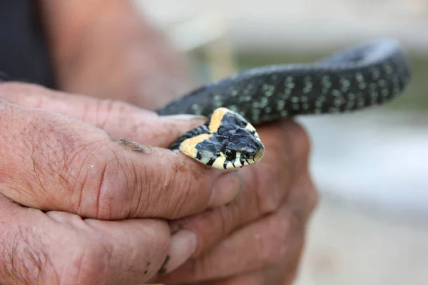 Bir adam bir yılan yakaladı ve onu elinde tuttu.