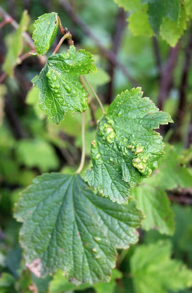 Blackcurrant Disease Gallic Aphids Berry Bush Damaged Leaves Close Domestic — Stock Photo, Image