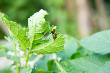 İki kolorado patates böceği larvası yaz günü patates çalılarının yapraklarını yerler. Bitkilerin canı cehenneme. Tarım sorunu. Hasat hatası