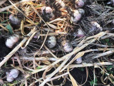 Ekin zamanı. Dışarıdaki yataklarda sarımsak. Sebze kazıyorum. Kırsal alanda yeni sarımsak hasadı