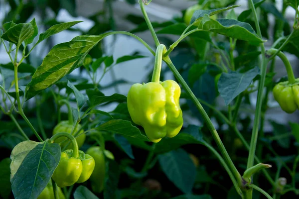 Yaz mevsiminde sebze yatağında biberler. Ekin zamanı. Çalının üzerinde yeşil biber. Kırsal alanda yeni hasat. Kopyalama alanı olan tarım arkaplanı