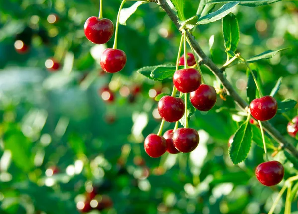 Cherry Branch Red Ripe Berries Cherry Tree Green Background Crop — Stock Photo, Image