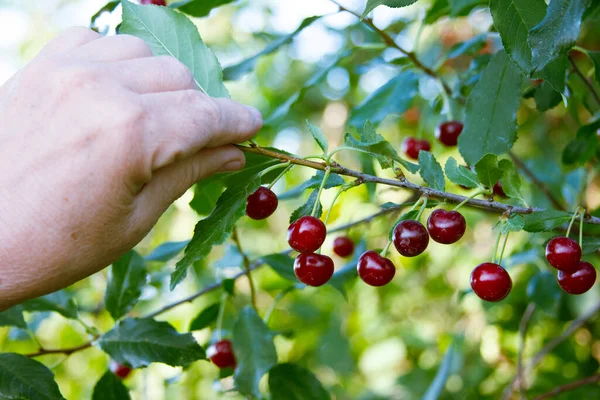 Cherry Tree Harvest Season Hand Senior Holding Branch Red Ripe — Stock Photo, Image