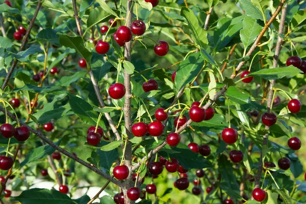 Cherries Tree Red Ripe Berries Green Leaves Background Agricultures Backdrop — Stock Photo, Image