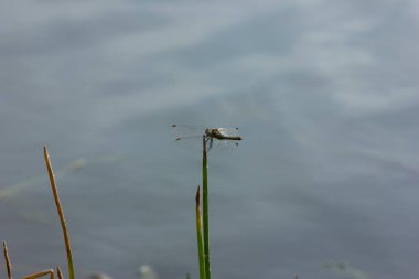 Yeşil bıçaklı bir yusufçuk. Sympetrum vulgatum