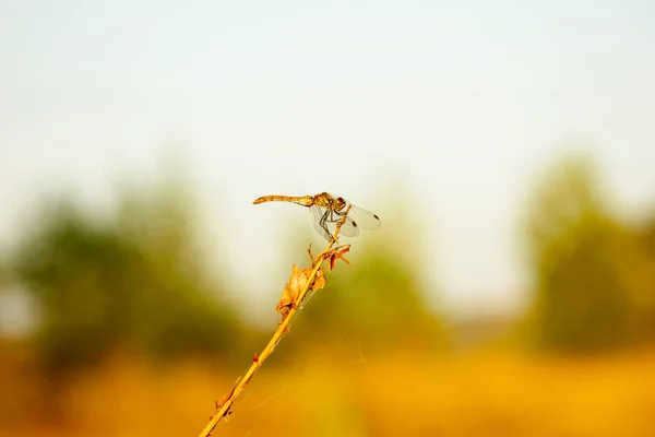 Güzel yusufçuk kuru bir çimene oturur. Sympetrum vulgatum. Doğal şartlarda bir böcek. Sonbahar havası