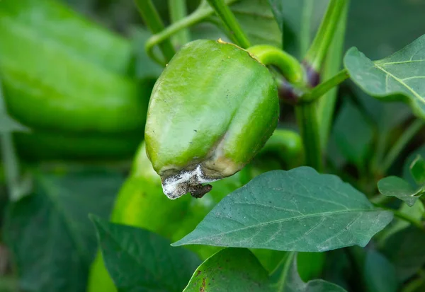 Çürük yeşil biber. Botrytis yanığı. Kapsiyum ve dolmalık biber hastalıkları. Çalılıklardaki hasarlı meyve. Hasat kaybı