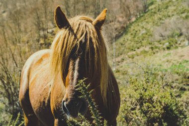 Kahverengi at bakıyor. Sıcak tonları.