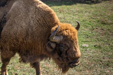 Çayırda Avrupa bizonu (bizon bonasus)