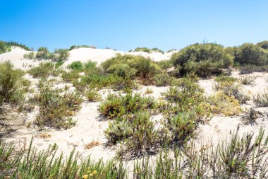 İspanyol sahilinin kumul manzarası. Donana ulusal park ortamı. Huelva, Endülüs, İspanya