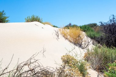 İspanyol sahilinin kumul manzarası. Donana ulusal park ortamı. Huelva, Endülüs, İspanya
