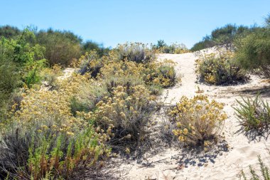 İspanyol sahilinin kumul manzarası. Donana ulusal park ortamı. Huelva, Endülüs, İspanya