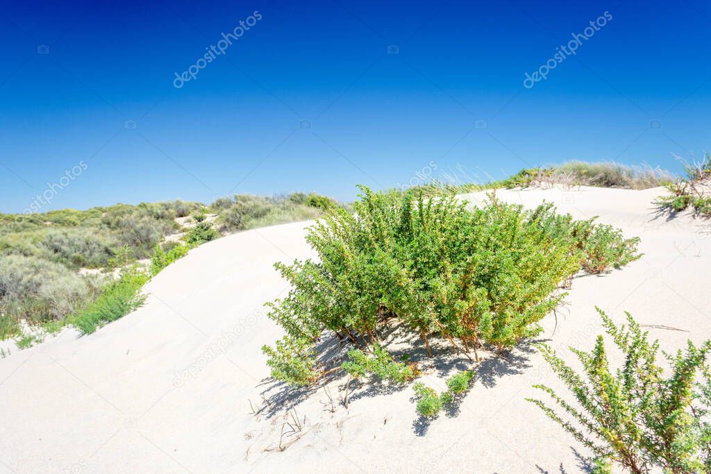 Dune landscape of the Spanish coast. Donana national park environment. Huelva, Andalusia, Spain