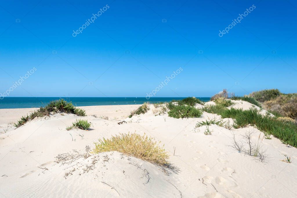 Dune landscape of the Spanish coast. Donana national park environment. Huelva, Andalusia, Spain