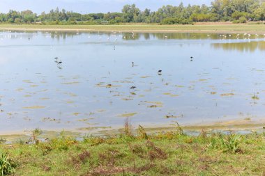 İspanya 'daki Donana Ulusal Parkı' nın manzarası. Güney İspanya 'da kıyı bölgesi. Huelva, Endülüs, İspanya.