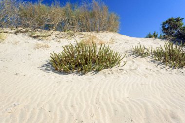 İspanyol sahilindeki kum manzarası. Huelva, Endülüs, İspanya
