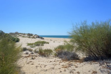 İspanyol sahilindeki kum manzarası. Huelva, Endülüs, İspanya