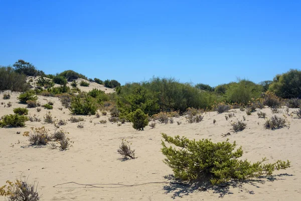 İspanyol sahilindeki kum manzarası. Huelva, Endülüs, İspanya