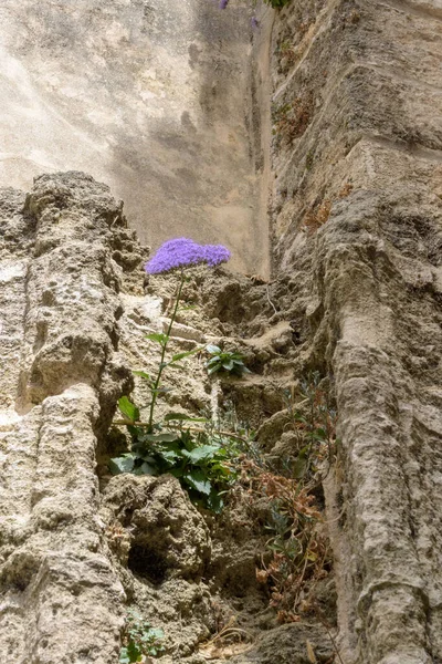 Fiore Viola Che Cresce Tra Rovine Vecchio Edificio Pietra — Foto Stock