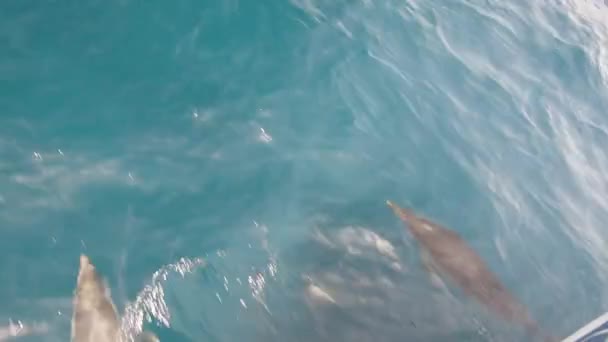 Delfines Rayados Stenella Coeruleoalba Nadando Rápido Junto Proa Barco Entre — Vídeos de Stock