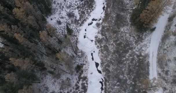 Cedro Siberiano Taiga Altai Russia — Video Stock